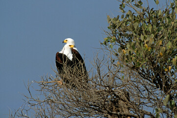 Pygargue vocifère, Pygargue vocifer, African Fish Eagle, Aigle pêcheur d'Afrique, Haliaeetus vocifer, Afrique