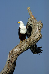 Pygargue vocifère, Pygargue vocifer, African Fish Eagle, Aigle pêcheur d'Afrique, Haliaeetus vocifer, Afrique