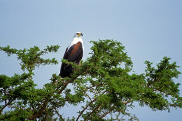 Pygargue vocifère, Pygargue vocifer, African Fish Eagle, Aigle pêcheur d'Afrique, Haliaeetus vocifer, Afrique