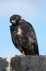 Buse des Galapagos,.Buteo galapagoensis, Galapagos Hawk, Archipel des Galapagos