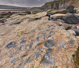 Fossils on the beach ar Robin Hood's Bay, Yorkshire coast