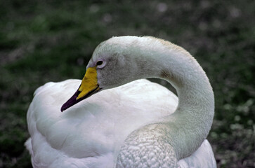 Cygne chanteur,.Cygnus cygnus, Whooper Swan