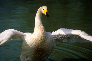 Cygne chanteur,.Cygnus cygnus, Whooper Swan