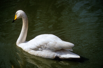 Naklejka premium Cygne chanteur,.Cygnus cygnus, Whooper Swan