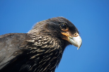 Caracara austral, Caracara de Forster,.Phalcoboenus australis, Striated Caracara, Johnny Rook, Iles Falkland, Malouines