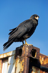 Caracara austral, Caracara de Forster,.Phalcoboenus australis, Striated Caracara, Johnny Rook, Iles Falkland, Malouines