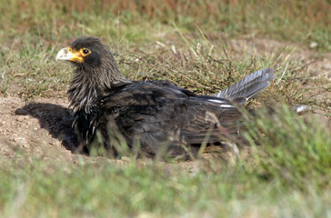 Caracara austral, Caracara de Forster,.Phalcoboenus australis, Striated Caracara, Johnny Rook, Iles Falkland, Malouines