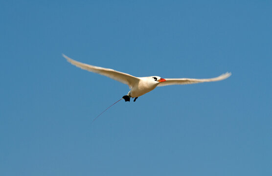 Pha&eacute;ton &agrave; brins rouges,.Phaethon rubricauda, Red tailed Tropicbird