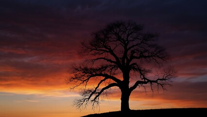 Silhouette of an old tree at sunset with beautiful sky.