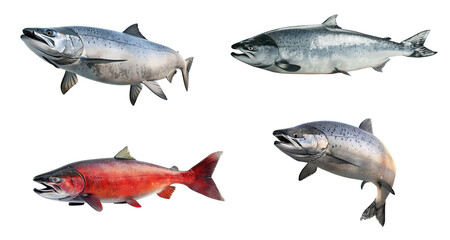 Collection of Salmon fish isolated on white background, png