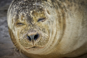 Smiling face of a grey seal pup in close up