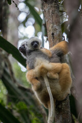 Diademed Sifaka adult and baby in Mantadia national park in Madagascar