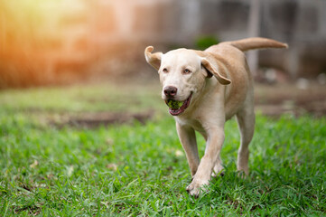 Labrador pup dog run with ball in mouth