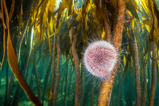 Herbivorous common sea urchin (Echinus esculentus) grazes in a kelp (Laminaria hyperborea) forest. Farne Islands, Northumberland, UK. 