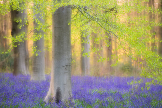 Beech trees (Fagus sylvatica) and english bluebells (Hyacinthoides non-scripta). Late evening light and double exposure to create soft, dreamy effect. West Woods, nr Marlborough, Wiltshire, UK. May . 