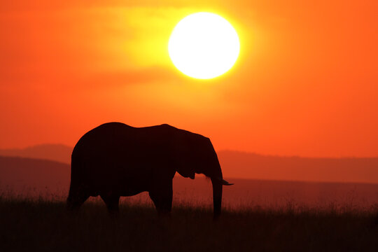 African elephant (Loxodonta africana) silhouette at sunset, Maasai Mara, Kenya, Africa. 