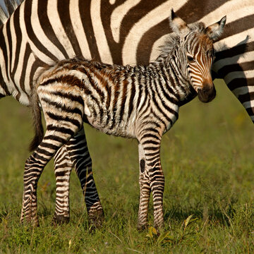 Burchell's zebra (Equus burchelli) new born foal with mother, Masai Mara, Kenya, Africa. 