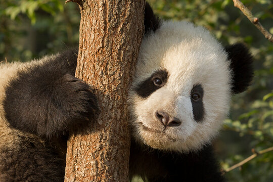 Giant panda (Ailuropoda melanoleuca) portrait of individual in tree, Chengdu, China. Taken under controlled conditions. 