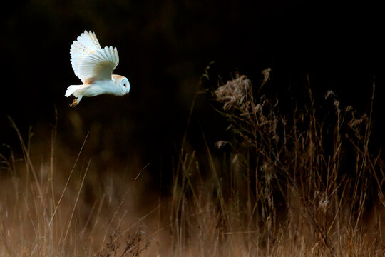 Barn owl (Tyto alba) hunting over long grass, UK. 