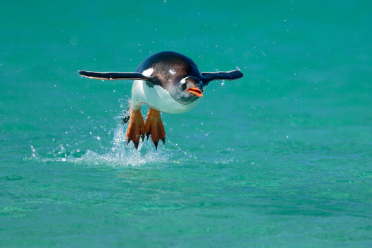 Gentoo penguin (Pygoscelis papua) leaping out of sea preparing to land on beach, Carcass Island, Falkland Islands. 