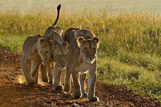 African lion (Panthera leo) pride walking along road, Masai Mara, Kenya. 