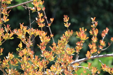 春の陽光に輝くオレンジ色の小さな葉々