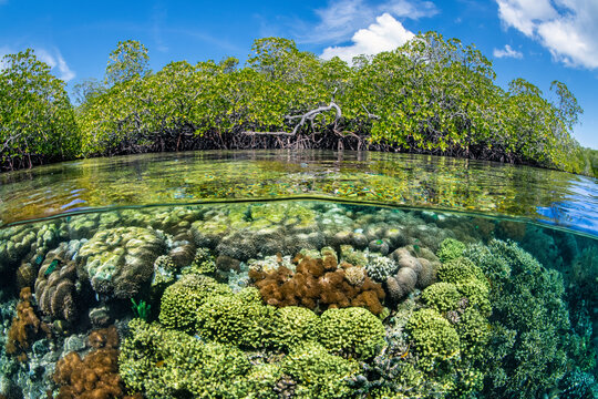 Split level photo of mangrove scenery, with hard corals (including Goniopora sp., Porites sp.) growing below Red mangrove tree (Rhizophora sp.). Raja Ampat, West Papua, Indonesia.
