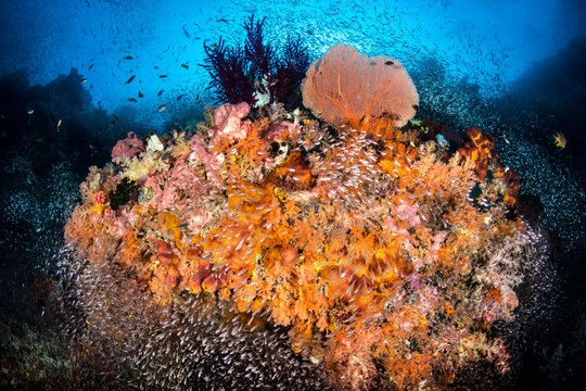 Colourful coral reef, a school of Glassfish ( Apogon spp.) surround a coral head with sponges, soft corals, sea fans and sea squirts. Raja Ampat, West Papua, Indonesia. Ceram Sea. 