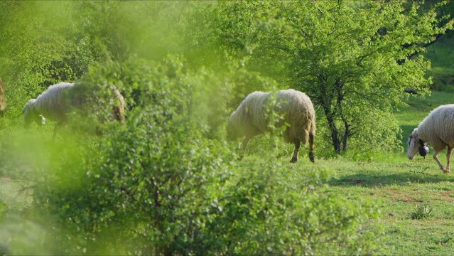 Sheep grazing freely in nature