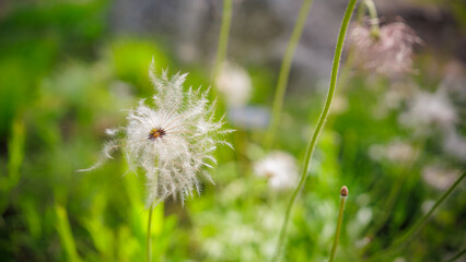Springtime, Pulsatilla koreana (pasqueflower) seeds in the garden