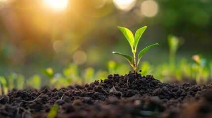 A small plant sprouts from the ground in a field, AI