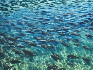 Obraz premium water surface