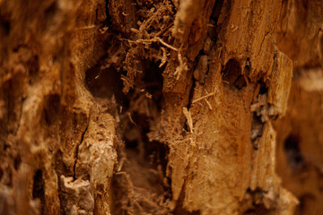 Arquitectura natural