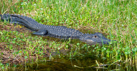 Alligator in habitat, Everglades, Florida