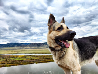 Dog German Shepherd in an autumn day and green, yellow mountain nature around. Waiting eastern...