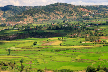 Fototapeta na wymiar rice fields in Betafo, Madagascar