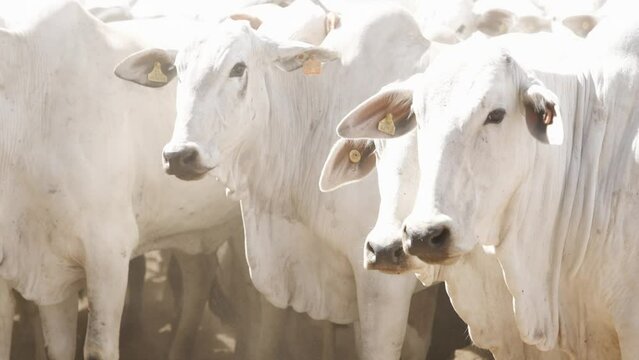 Cattle herd in confinement in Brazil
