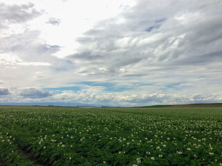 Fototapeta na wymiar Potato field flowering under a big sky with clouds
