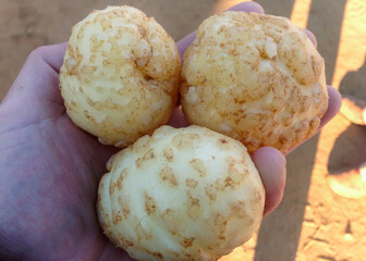 Three white potatoes with severe root knot nematode infection held in a hand