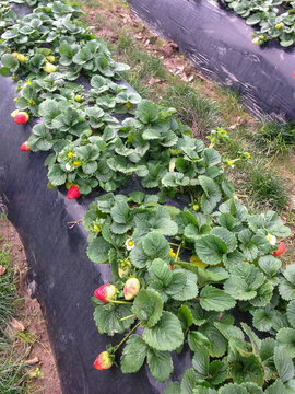 Strawberries ripening on plants on a u-pick farm