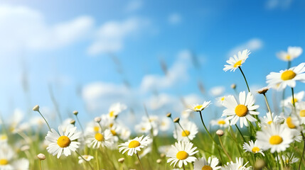 field of daisies against blue sky.HD wallpaper