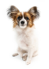Happy smiling dog portrait. Pet sitting  full-length on a plain white background. papillon puppy curious looking eyes