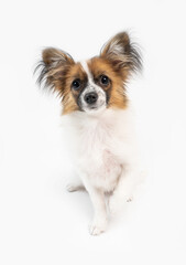Fototapeta premium Adorable dog portrait sitting on white looking at camera. Cute paillon puppy face. pet theme series of photos