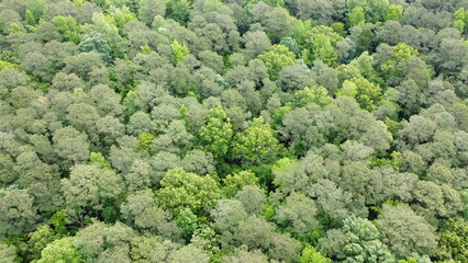 Drone shot of trees in central North Carolina, USA.