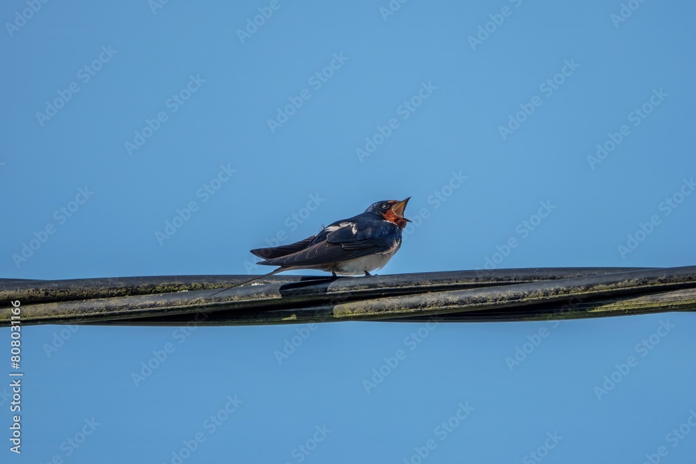 Canvas Prints swallow a small bird with dark glossy blue backs red throat pale underparts and long tail streamers perched on a cable with blue sky in the background