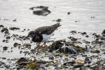 close up portrait of turnstone areneria interpres on the seashore