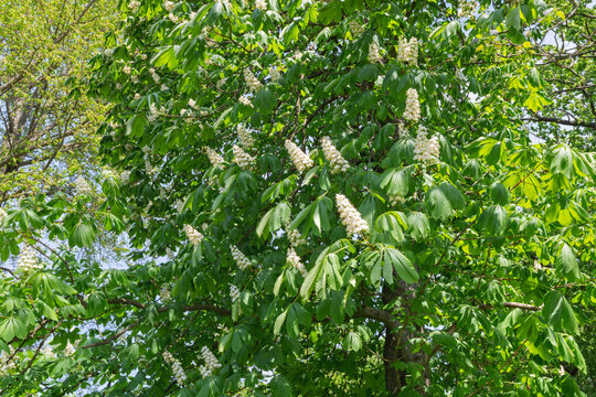 chestnut tree crown with flowers and leaves