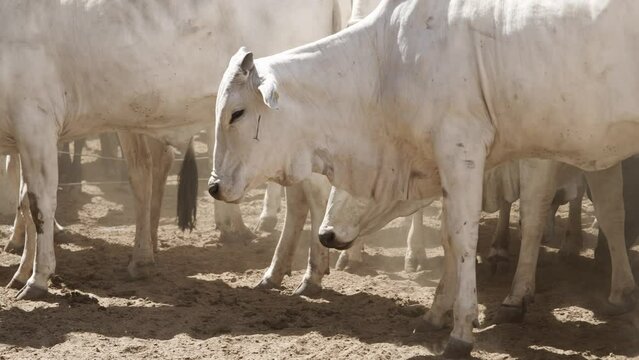 Cattle herd in confinement in Brazil