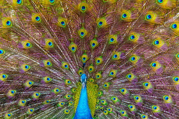 Peacock,Peafowl or Pavo cristatus, live in a forest natural park colorful spread tail-feathers gesture elegance. At Suan Phueng, Ratchaburi, Thailand. Leave space for banner text input. 