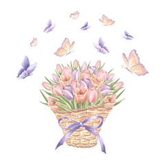 Tulip flowers in wicker basket with bow and flying butterflies. Floral watercolor illustration. Isolated hand drawn spring bouquet. Vintage drawing template for card, tableware, textile, embroidery.